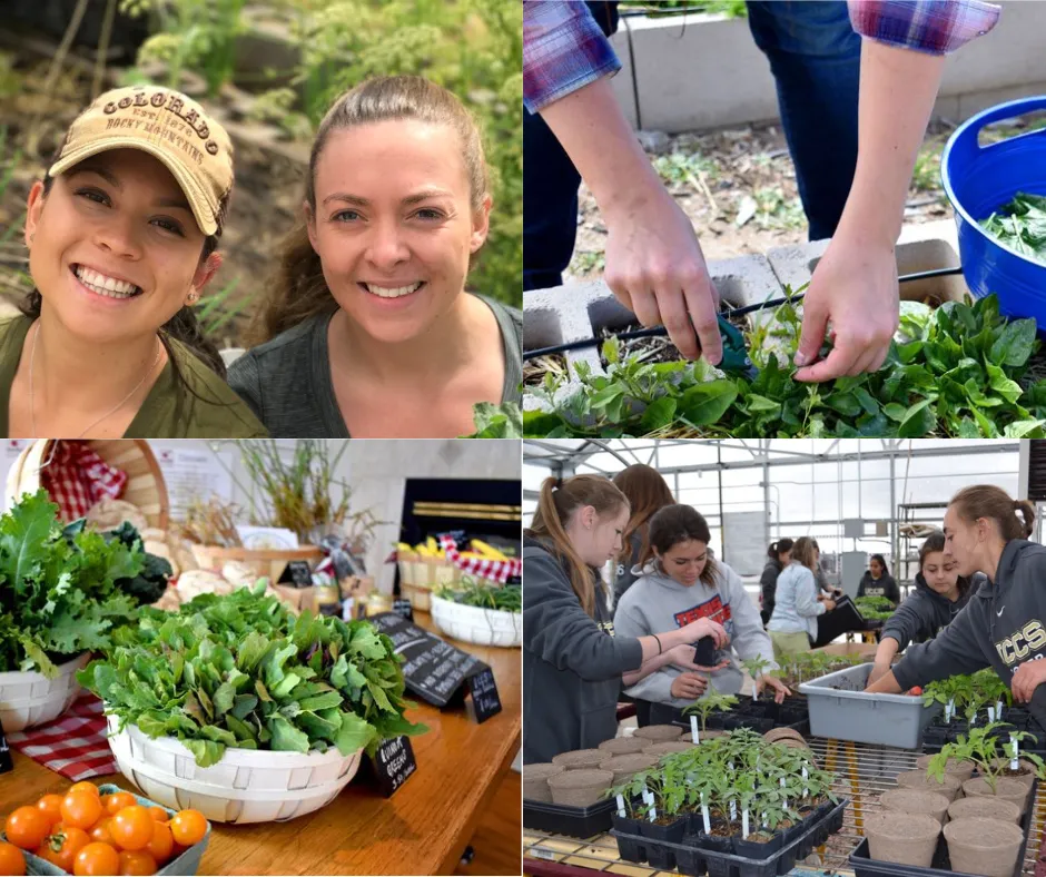 Collage of students working at the UCCS farm.